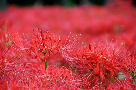 彼岸花荼蘼花|彼岸花的花语及传说